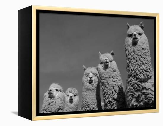 Alpacas, Andes, Ecuador-Pete Oxford-Framed Premier Image Canvas