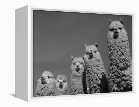 Alpacas, Andes, Ecuador-Pete Oxford-Framed Premier Image Canvas