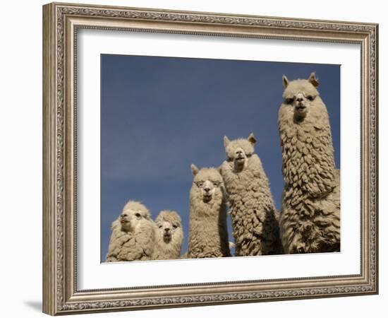 Alpacas, Andes, Ecuador-Pete Oxford-Framed Photographic Print