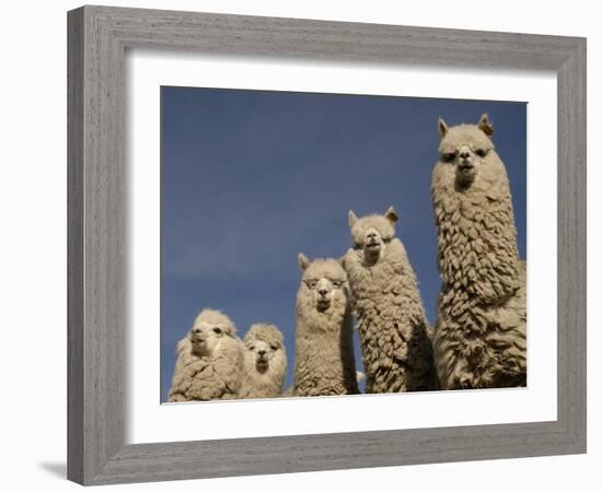 Alpacas, Andes, Ecuador-Pete Oxford-Framed Photographic Print