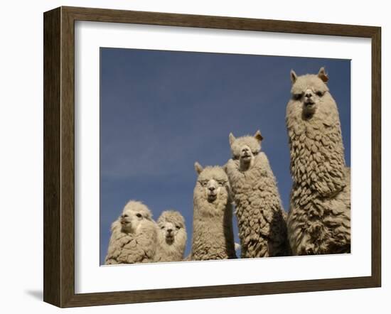 Alpacas, Andes, Ecuador-Pete Oxford-Framed Photographic Print