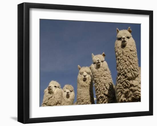 Alpacas, Andes, Ecuador-Pete Oxford-Framed Photographic Print