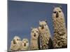 Alpacas, Andes, Ecuador-Pete Oxford-Mounted Photographic Print