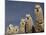 Alpacas, Andes, Ecuador-Pete Oxford-Mounted Photographic Print