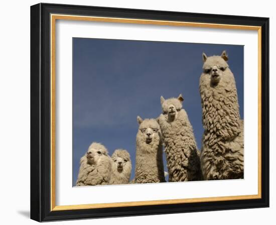 Alpacas, Andes, Ecuador-Pete Oxford-Framed Photographic Print