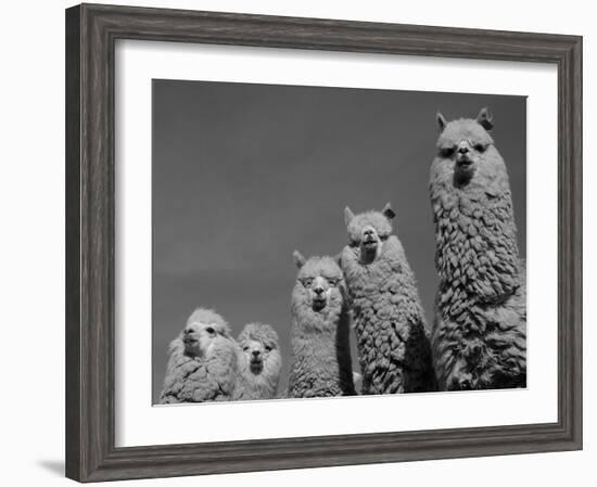 Alpacas, Andes, Ecuador-Pete Oxford-Framed Photographic Print