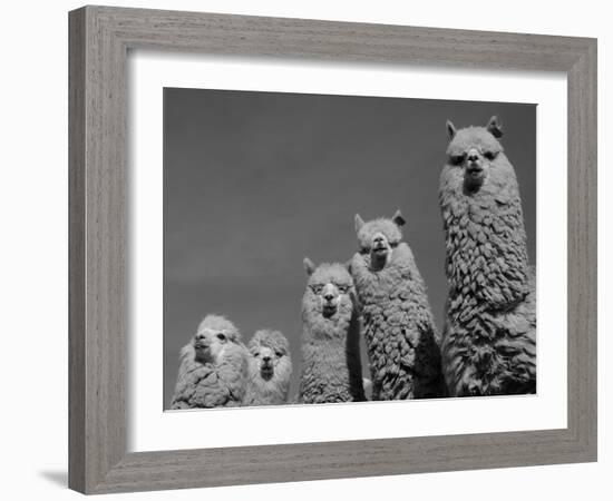 Alpacas, Andes, Ecuador-Pete Oxford-Framed Photographic Print