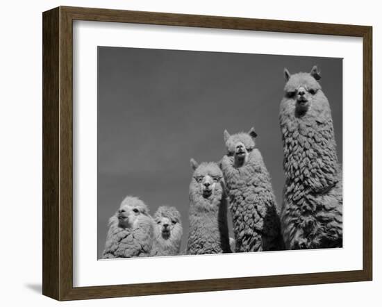 Alpacas, Andes, Ecuador-Pete Oxford-Framed Photographic Print