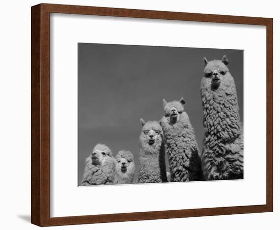 Alpacas, Andes, Ecuador-Pete Oxford-Framed Photographic Print