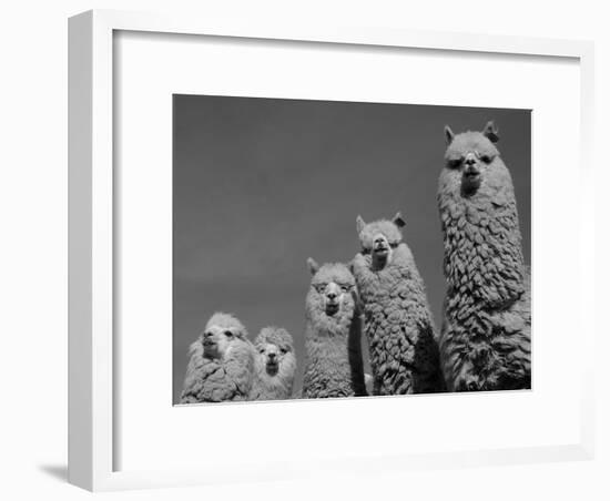 Alpacas, Andes, Ecuador-Pete Oxford-Framed Photographic Print