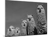 Alpacas, Andes, Ecuador-Pete Oxford-Mounted Photographic Print