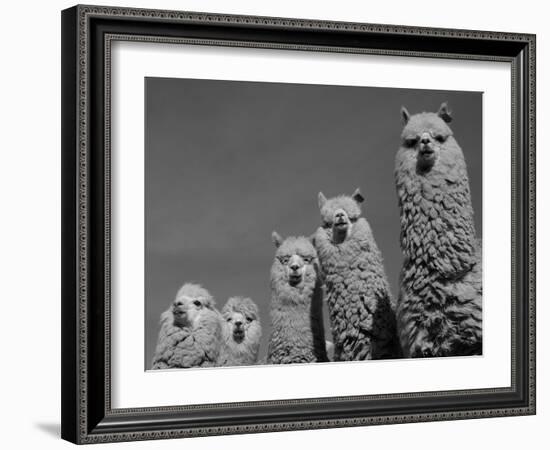 Alpacas, Andes, Ecuador-Pete Oxford-Framed Photographic Print