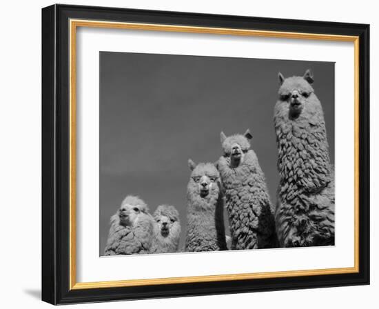 Alpacas, Andes, Ecuador-Pete Oxford-Framed Photographic Print