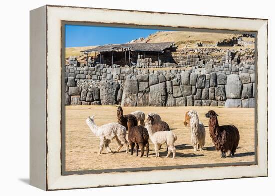 Alpacas at Sacsayhuaman, Incas Ruins in the Peruvian Andes at Cuzco Peru-OSTILL-Framed Premier Image Canvas