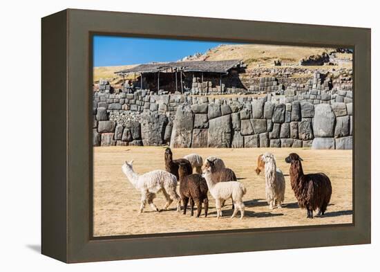 Alpacas at Sacsayhuaman, Incas Ruins in the Peruvian Andes at Cuzco Peru-OSTILL-Framed Premier Image Canvas