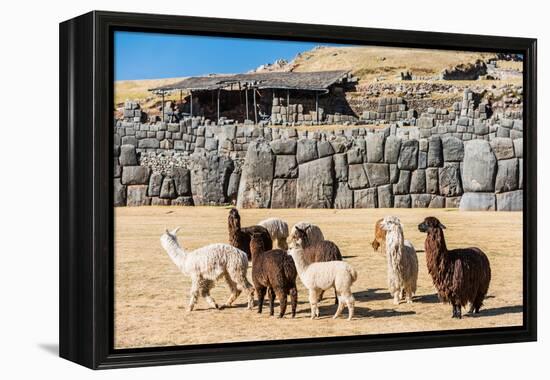 Alpacas at Sacsayhuaman, Incas Ruins in the Peruvian Andes at Cuzco Peru-OSTILL-Framed Premier Image Canvas