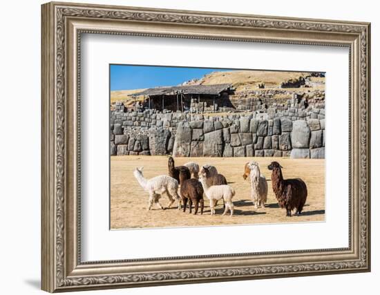 Alpacas at Sacsayhuaman, Incas Ruins in the Peruvian Andes at Cuzco Peru-OSTILL-Framed Photographic Print