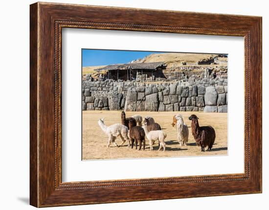 Alpacas at Sacsayhuaman, Incas Ruins in the Peruvian Andes at Cuzco Peru-OSTILL-Framed Photographic Print