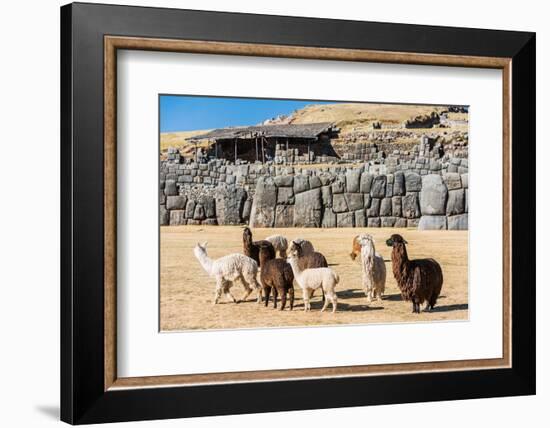 Alpacas at Sacsayhuaman, Incas Ruins in the Peruvian Andes at Cuzco Peru-OSTILL-Framed Photographic Print