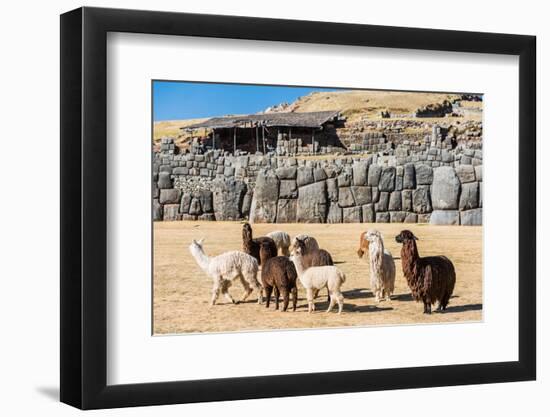 Alpacas at Sacsayhuaman, Incas Ruins in the Peruvian Andes at Cuzco Peru-OSTILL-Framed Photographic Print