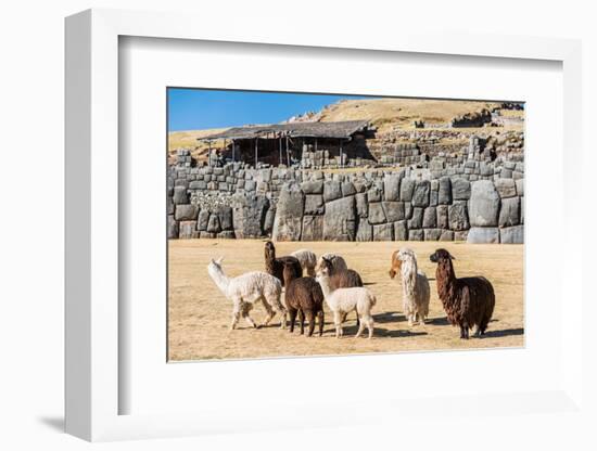 Alpacas at Sacsayhuaman, Incas Ruins in the Peruvian Andes at Cuzco Peru-OSTILL-Framed Photographic Print