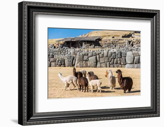 Alpacas at Sacsayhuaman, Incas Ruins in the Peruvian Andes at Cuzco Peru-OSTILL-Framed Photographic Print