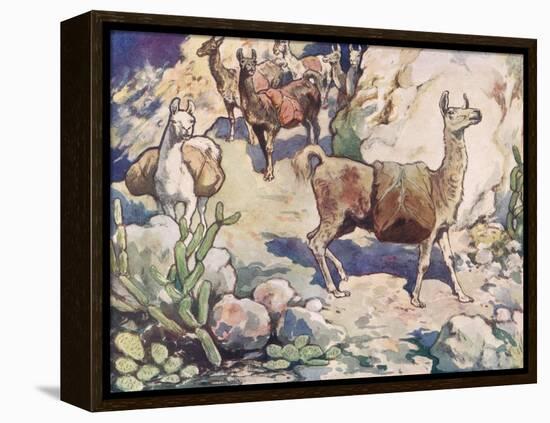 Alpacas on a Mountain Path-John Edwin Noble-Framed Premier Image Canvas