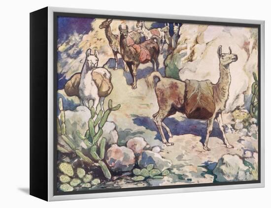 Alpacas on a Mountain Path-John Edwin Noble-Framed Premier Image Canvas