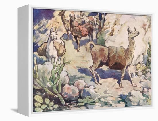 Alpacas on a Mountain Path-John Edwin Noble-Framed Premier Image Canvas