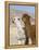 Alpacas Outside Local Home, Puno, Peru-Diane Johnson-Framed Premier Image Canvas