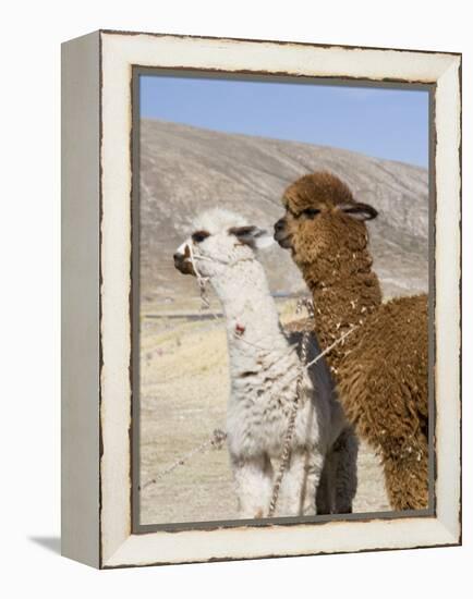 Alpacas Outside Local Home, Puno, Peru-Diane Johnson-Framed Premier Image Canvas
