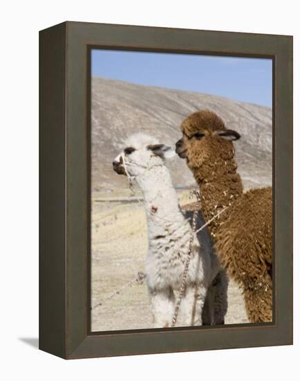 Alpacas Outside Local Home, Puno, Peru-Diane Johnson-Framed Premier Image Canvas