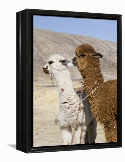 Alpacas Outside Local Home, Puno, Peru-Diane Johnson-Framed Premier Image Canvas