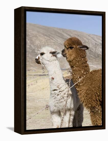 Alpacas Outside Local Home, Puno, Peru-Diane Johnson-Framed Premier Image Canvas