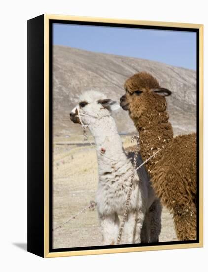 Alpacas Outside Local Home, Puno, Peru-Diane Johnson-Framed Premier Image Canvas