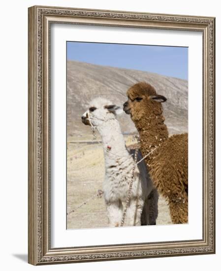 Alpacas Outside Local Home, Puno, Peru-Diane Johnson-Framed Photographic Print