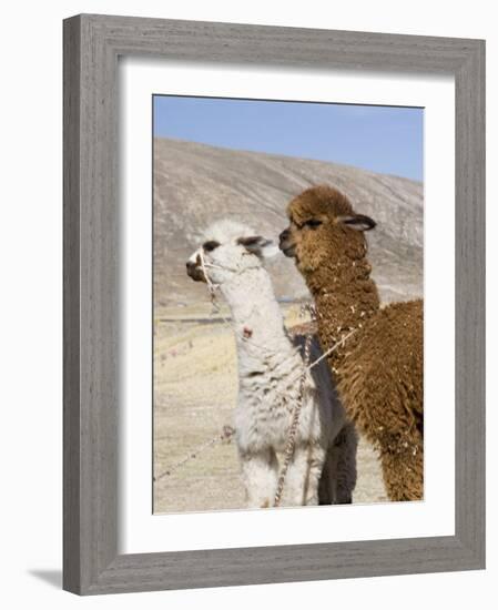 Alpacas Outside Local Home, Puno, Peru-Diane Johnson-Framed Photographic Print