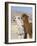 Alpacas Outside Local Home, Puno, Peru-Diane Johnson-Framed Photographic Print