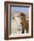 Alpacas Outside Local Home, Puno, Peru-Diane Johnson-Framed Photographic Print