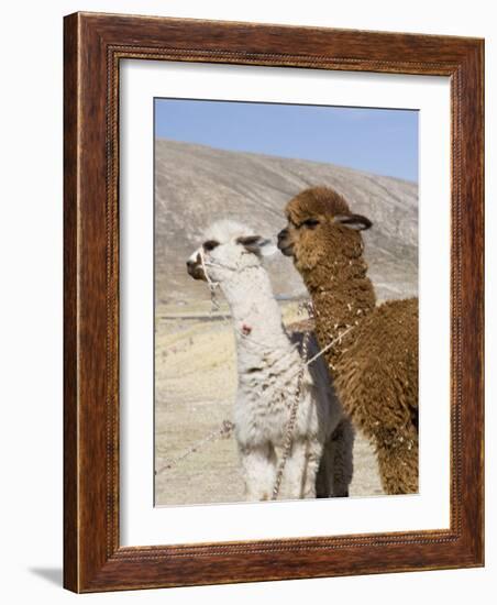 Alpacas Outside Local Home, Puno, Peru-Diane Johnson-Framed Photographic Print