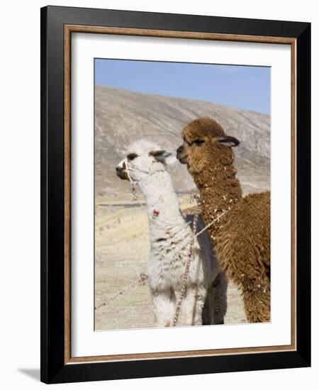 Alpacas Outside Local Home, Puno, Peru-Diane Johnson-Framed Photographic Print