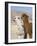 Alpacas Outside Local Home, Puno, Peru-Diane Johnson-Framed Photographic Print