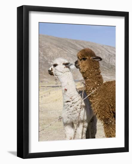 Alpacas Outside Local Home, Puno, Peru-Diane Johnson-Framed Photographic Print