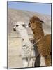 Alpacas Outside Local Home, Puno, Peru-Diane Johnson-Mounted Photographic Print