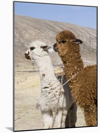 Alpacas Outside Local Home, Puno, Peru-Diane Johnson-Mounted Photographic Print