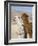 Alpacas Outside Local Home, Puno, Peru-Diane Johnson-Framed Photographic Print