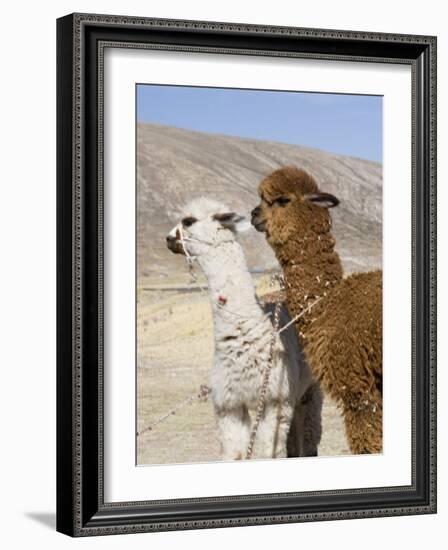 Alpacas Outside Local Home, Puno, Peru-Diane Johnson-Framed Photographic Print