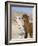 Alpacas Outside Local Home, Puno, Peru-Diane Johnson-Framed Photographic Print