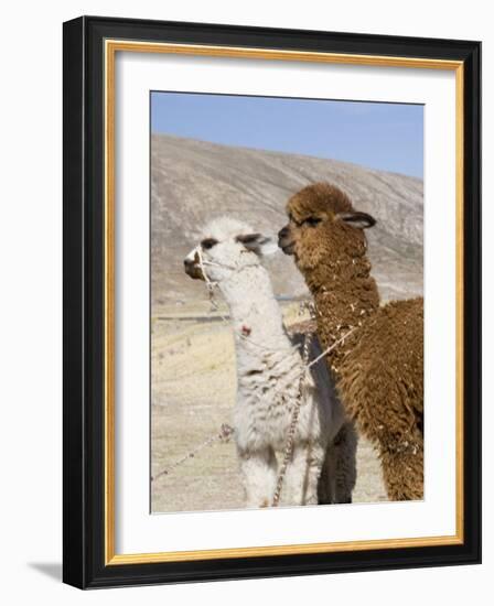 Alpacas Outside Local Home, Puno, Peru-Diane Johnson-Framed Photographic Print