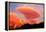 Alpenglow at sunset on Machapuchare, Nepelese Himalayas-Ashley Cooper-Framed Premier Image Canvas